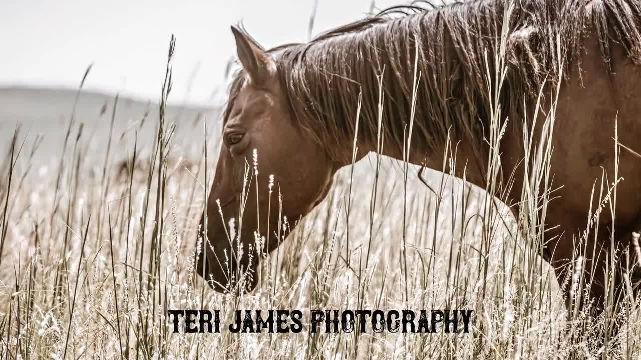 How Great Thou Art Lyrics & Old Church - Teri James Photography