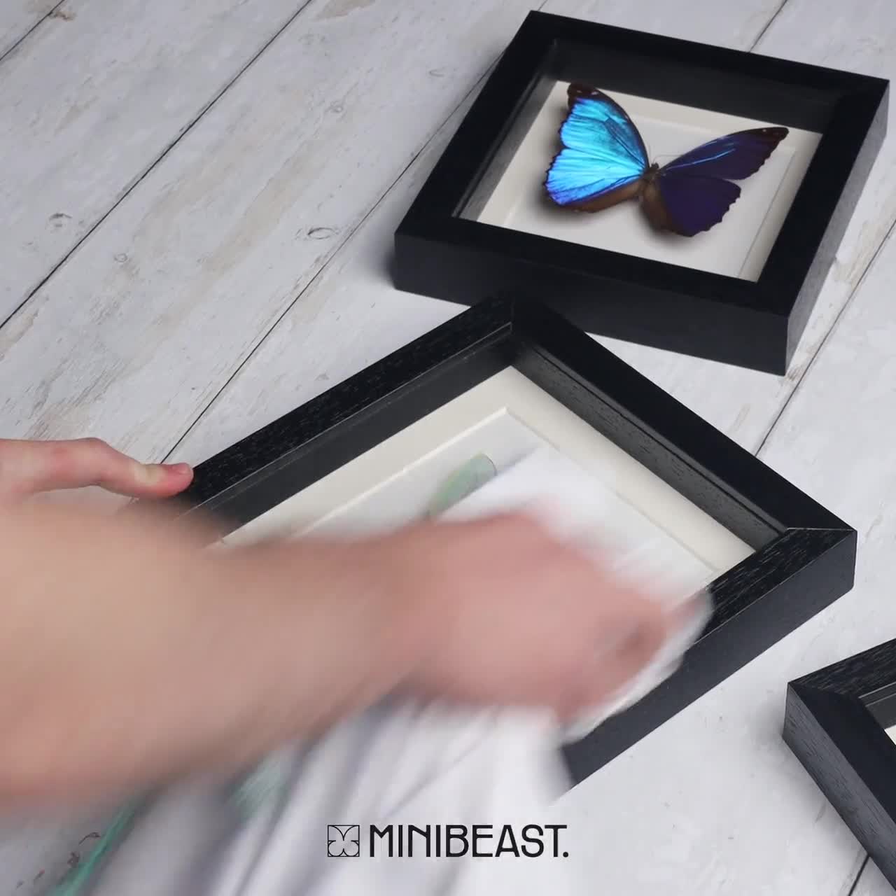 Japanese Owl Moth In Box Frame (Brahmaea wallichii) video poster