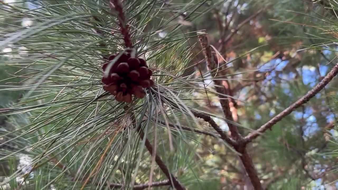 Fresh Pine Cones for Crafts or Decorating. White Pine, 4 and Larger 