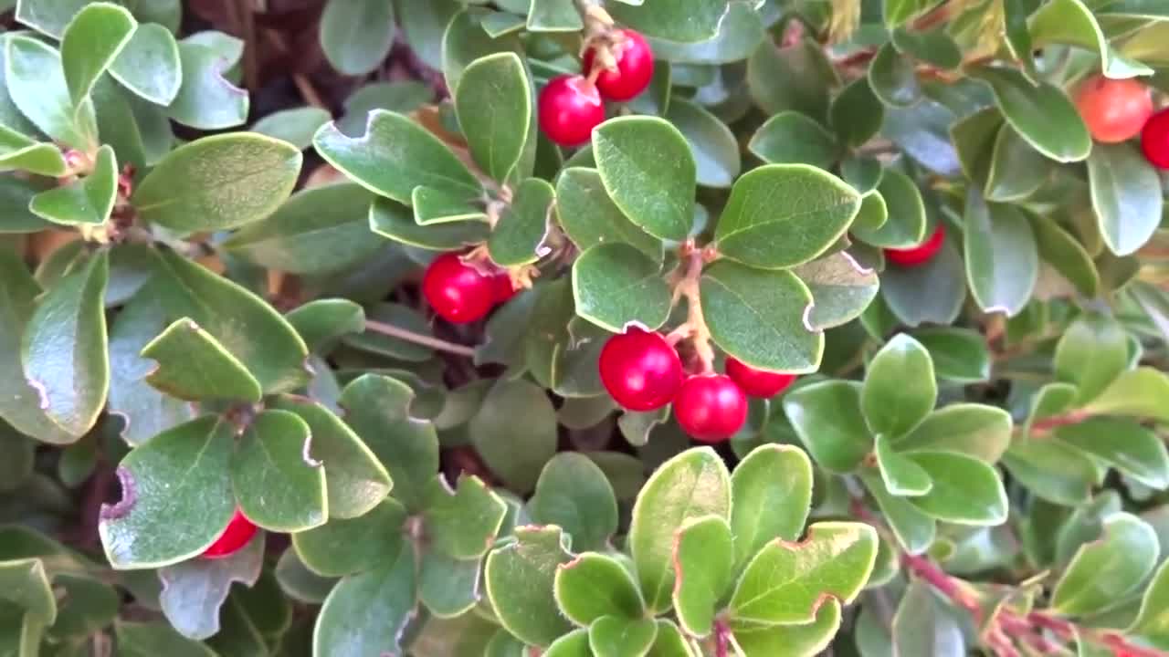 BEARBERRY Leaf 4lb (1814g) ORGANIC Dried Bulk Herb, Arctostaphylos Uva Ursi Folia /Available qty 2024 from 2oz-4lbs/