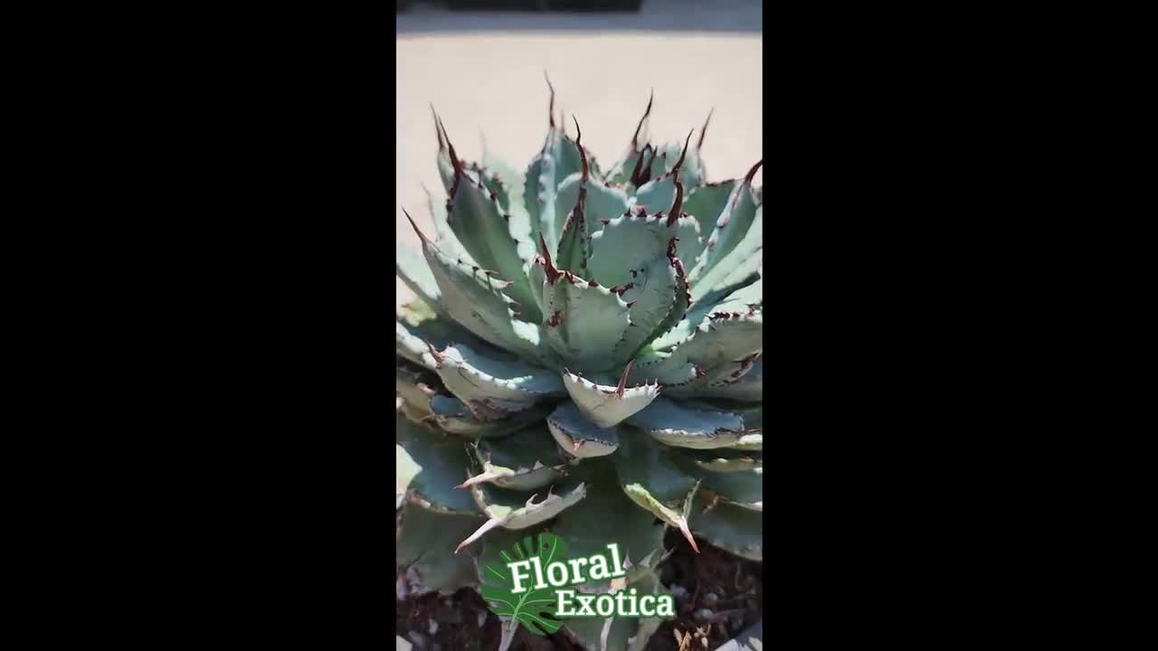 Agave Potatorum 'Cubic' - Thick Leave Rosette Compact Agave