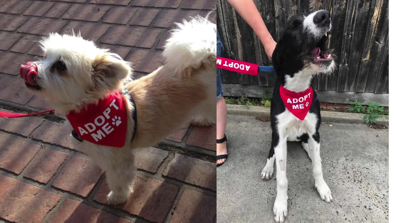 Adopt Me Bandana Foster Dog Rescue Dogs ... - Australia