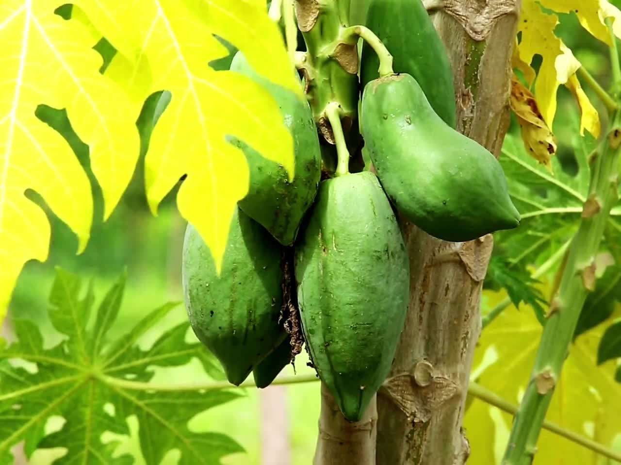 Watermelon Seed Oil (Organic, Virgin, Cold-Pressed)