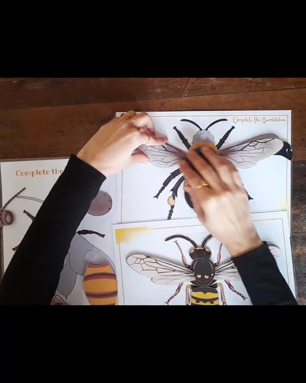 Puzzle en bois “Anatomie de l'abeille”