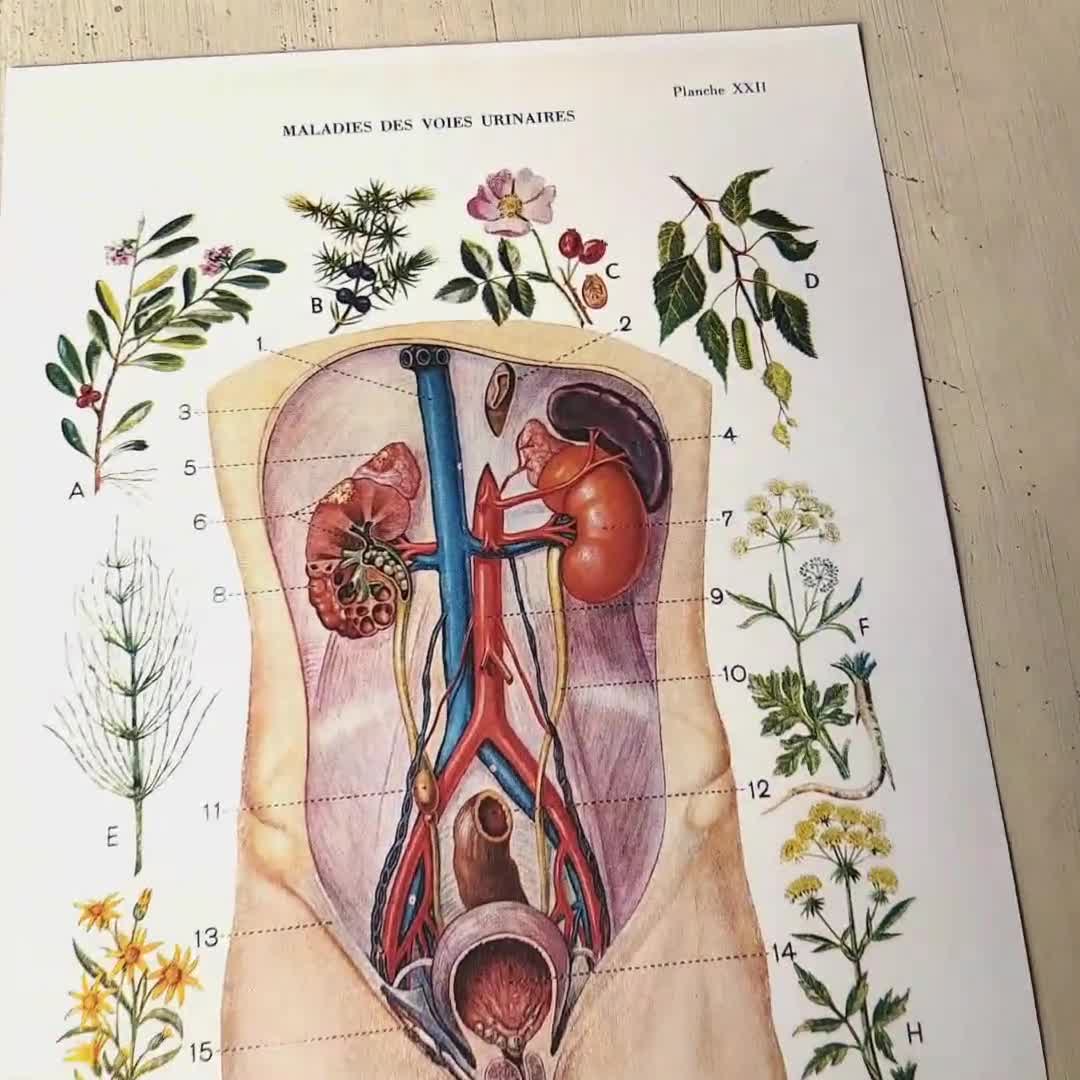 Medical illustration of Urinary System with kidney, drawing