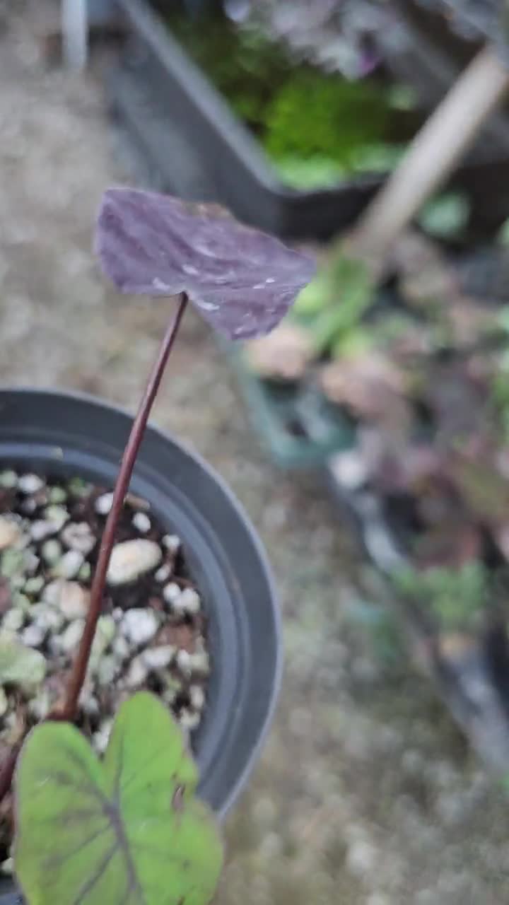 Colocasia "Black Magic", Elephant Ears, Taro