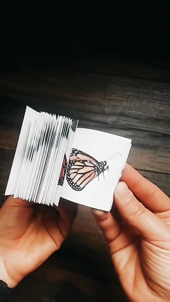 Butterfly Metamorphosis Flip Book