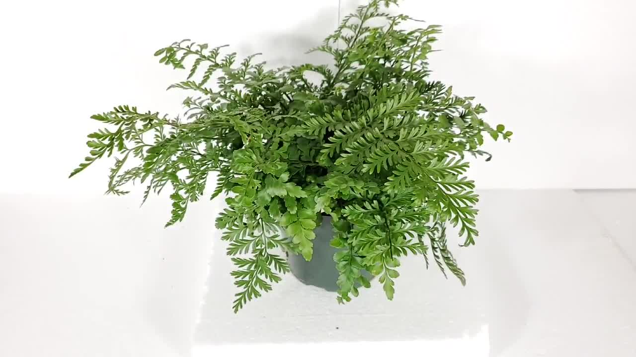 plants stands indoor Cocoyard Three Flower Pots Collapsible Plant Stands, No Assembly Tools Required, Set of 2 (Large+Small)