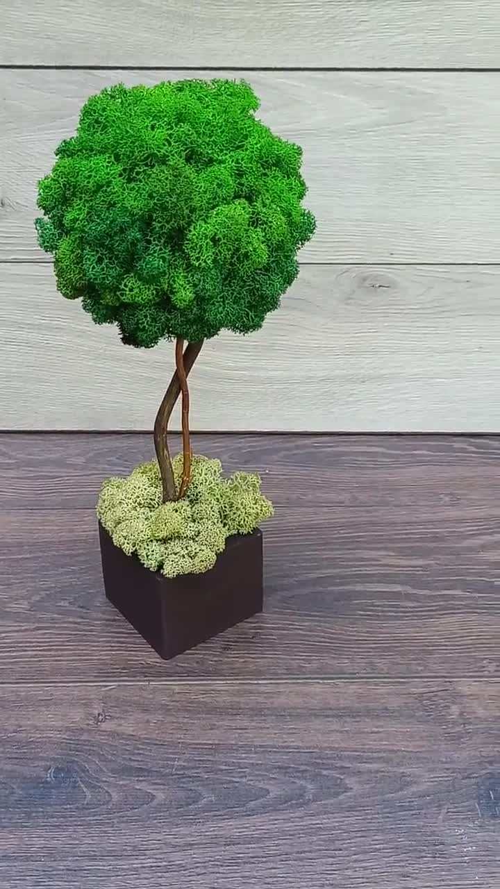 Topiario di muschio in legno di cioccolato Fioriera, Bonsai