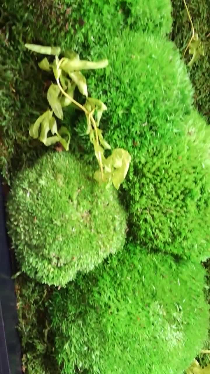 Stabilized flat moss 50gr, plant moss, drill moss, moss, stabilized drill  moss, 50gr moss, Terrarium, DIY