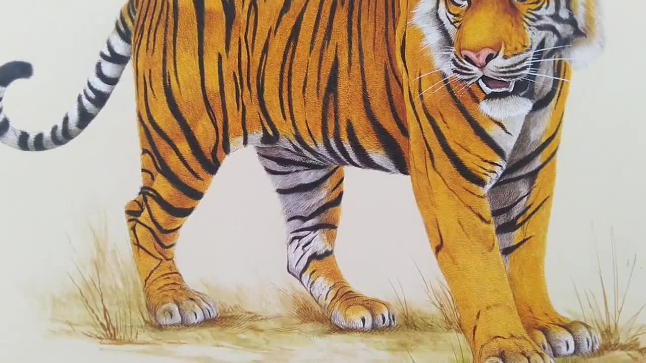 How to Draw a Tiger Easy Step by Step - YouTube