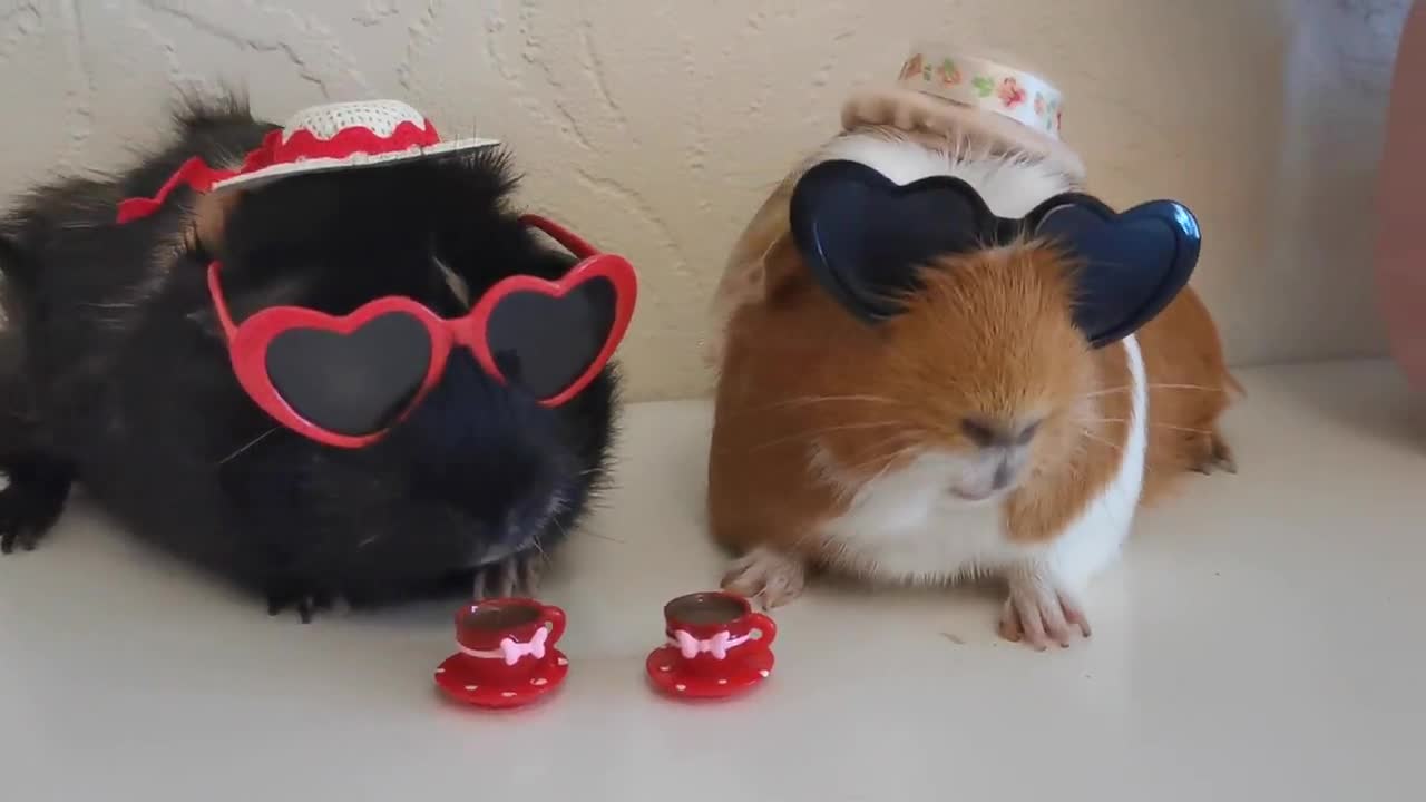 Guinea sales pig sunglasses