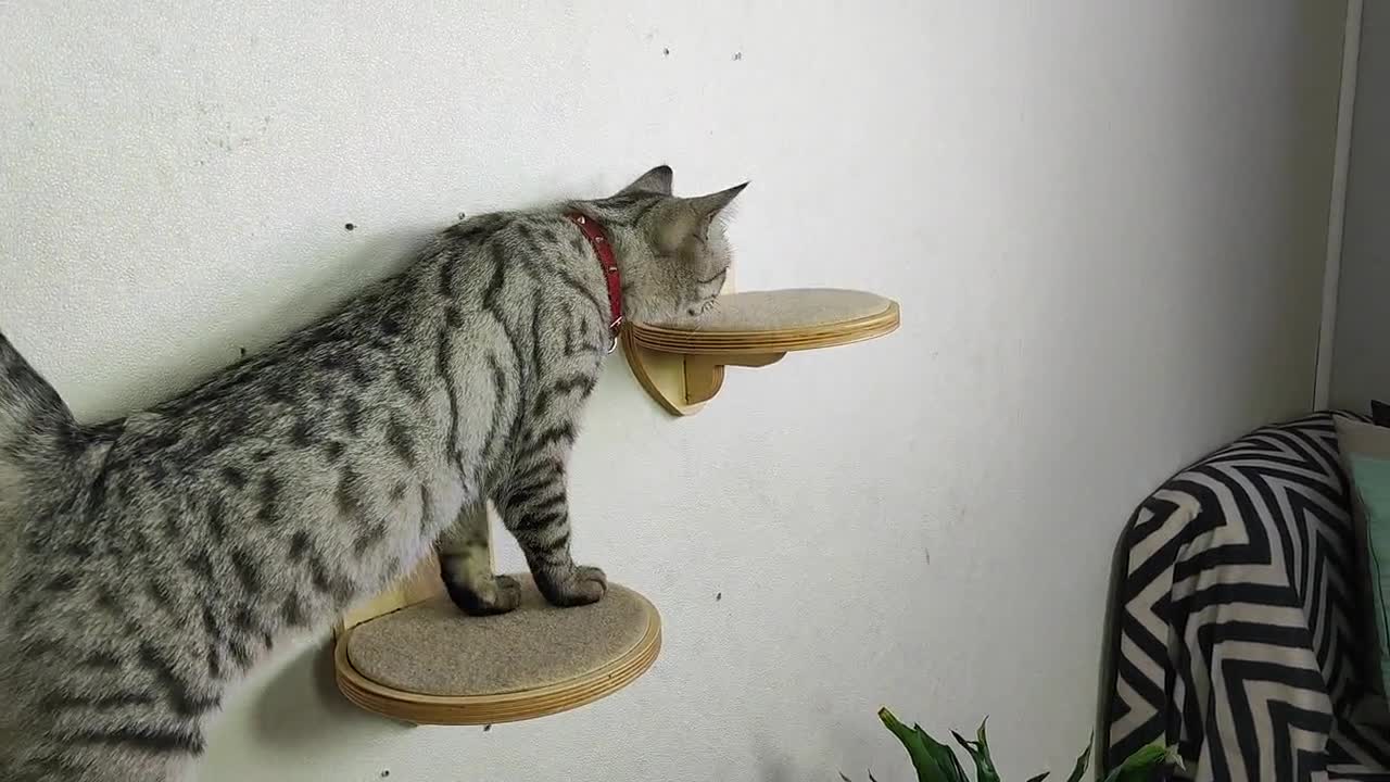 le hamac pour chat offre la liberté à votre chat d'appartement