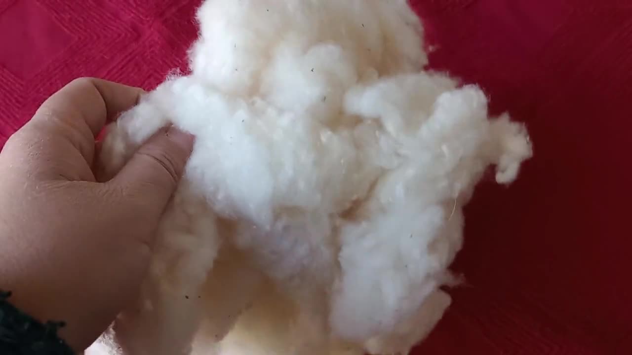 Raw Organic Cotton Fiber (lint) grown in Texas, for hand spinning, stuffing and other fiber crafts video poster