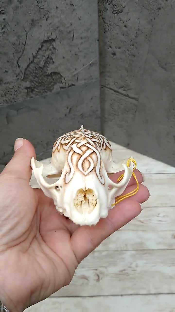 Real Raccoon Skull Handpainted good Ouija Pla