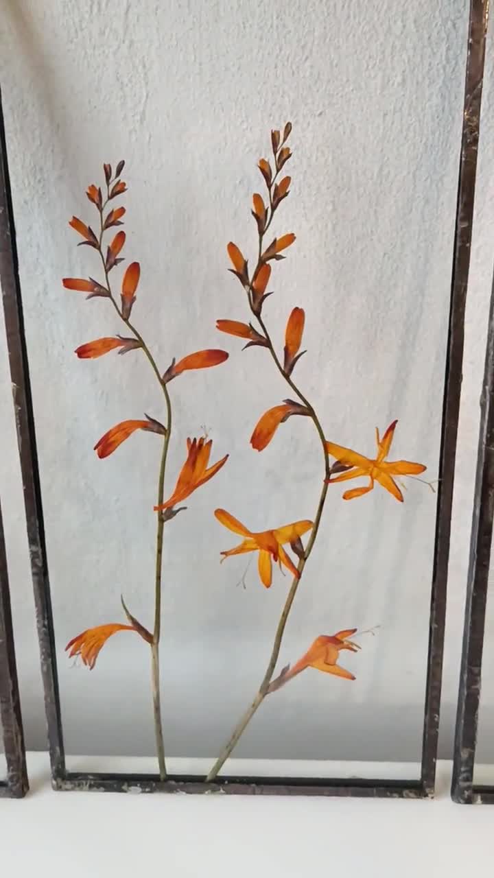 8x10 Pressed Crocosmia hotsell Art Wall Hanging