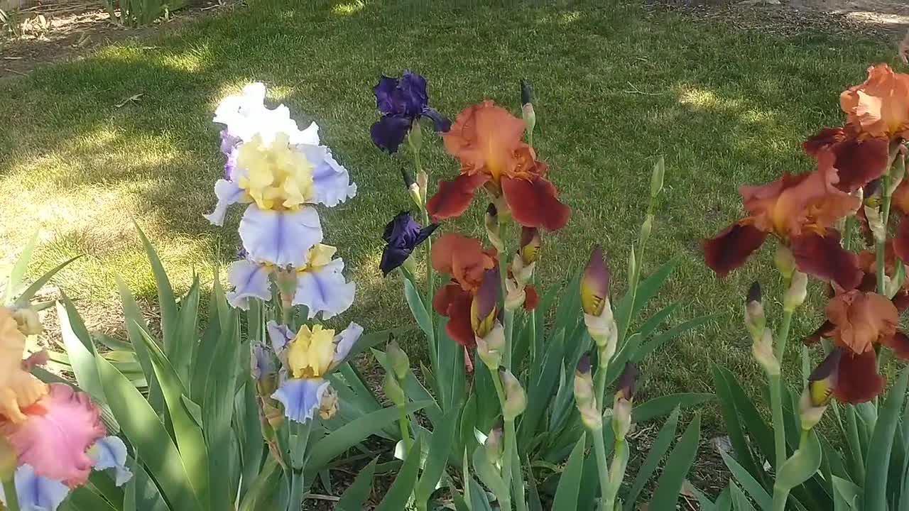 Fragrant Orange King Bearded Iris Rhizome - Live Starter Plant video poster