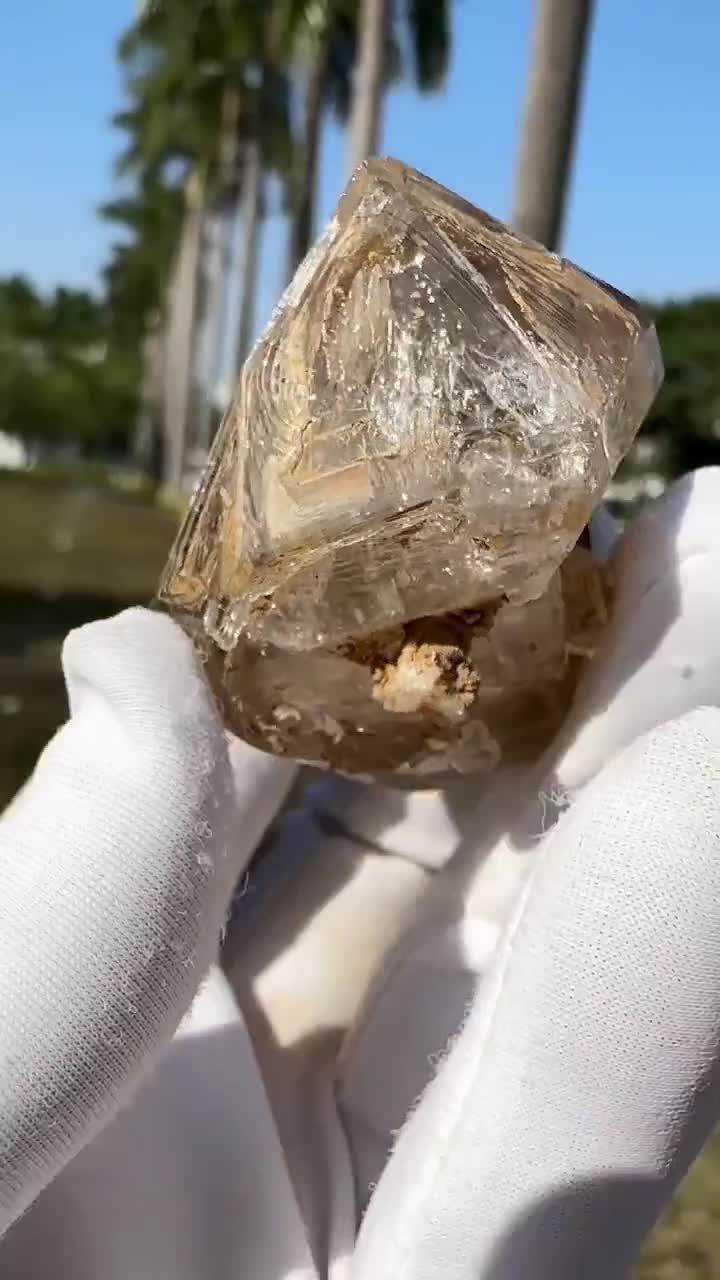 ゴールデンヒーラー！DTゴールドヒマラヤスケルタル（ウィンドウ