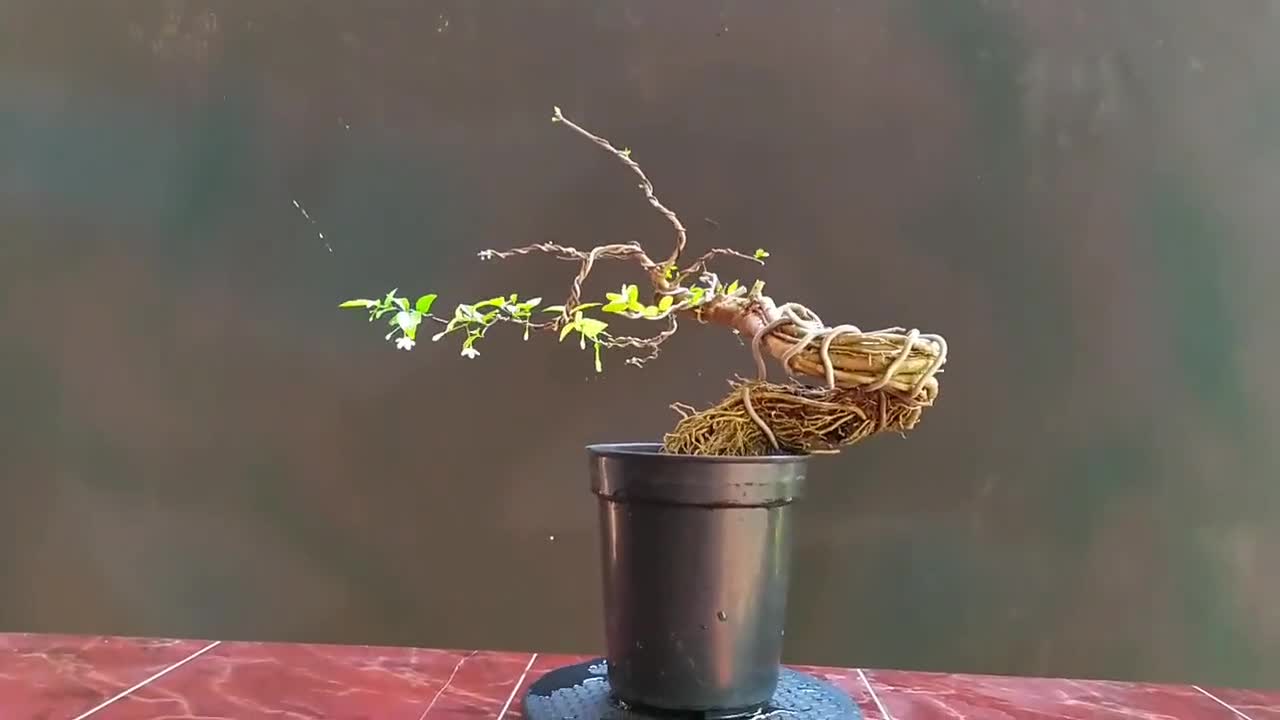 Wrightia Religiosa Bonsai Tree / Water Jasmine Tree ~ Root Exposure / Real  Pictures.