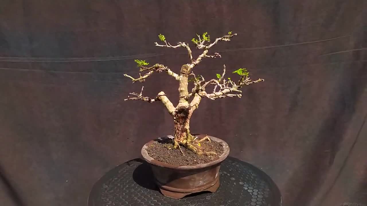 Real Bonsai Tree - Osteomeles Subrotunda Bonsai Tree / Bonsai Zanthoxylum  Piperitum Tree - Beauty - Real Pictures