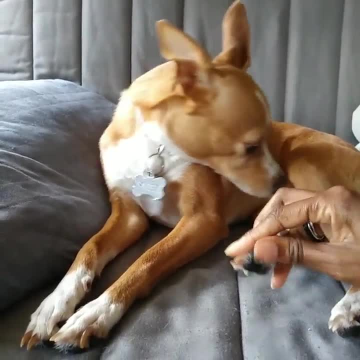 son buenas las almohadillas para cachorros