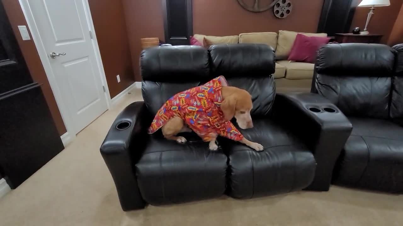 Vizsla Snuggle Jammies, Flannel Dog Pajamas, Indoor Warm Dog Coat