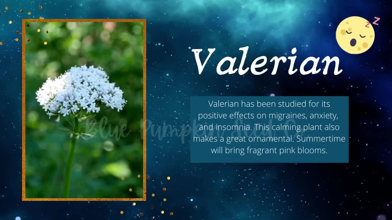 Planta De Valeriana En Ingles edu.svet.gob.gt
