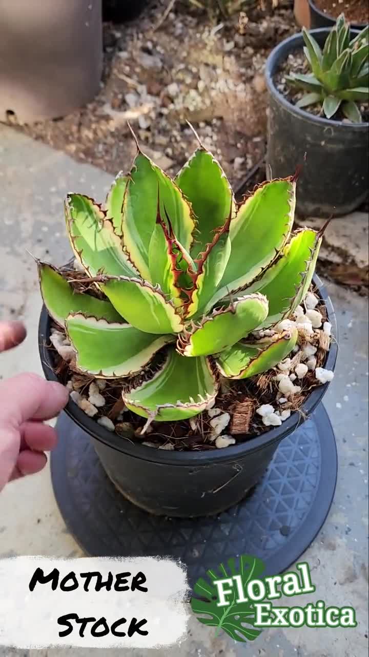 アガベ ボビコルヌータ斑入り 320 アガベ ボビコルヌータ×オテロイ Agave Bovicornuta×Oteroi | T