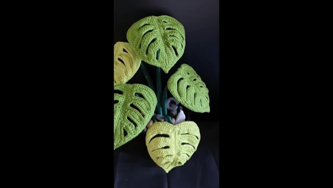 monstera thai constellation climber or crawler Monstera main image 0