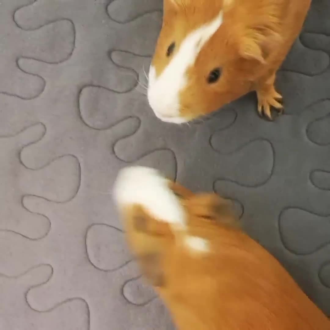 Guinea Pig Lap Pads, Potty-Proof Pads