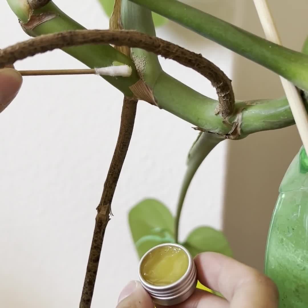 curry leaves plant Curry leaf growing pot – Plant Club main image 0