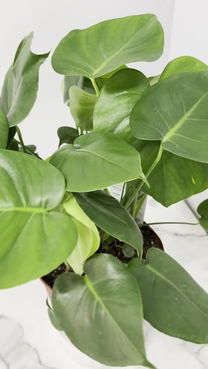 Split Leaf Philodendron - Large Monstera Deliciosa - Low Light Plants -  Large House Plants - Overall Height 24 to 28