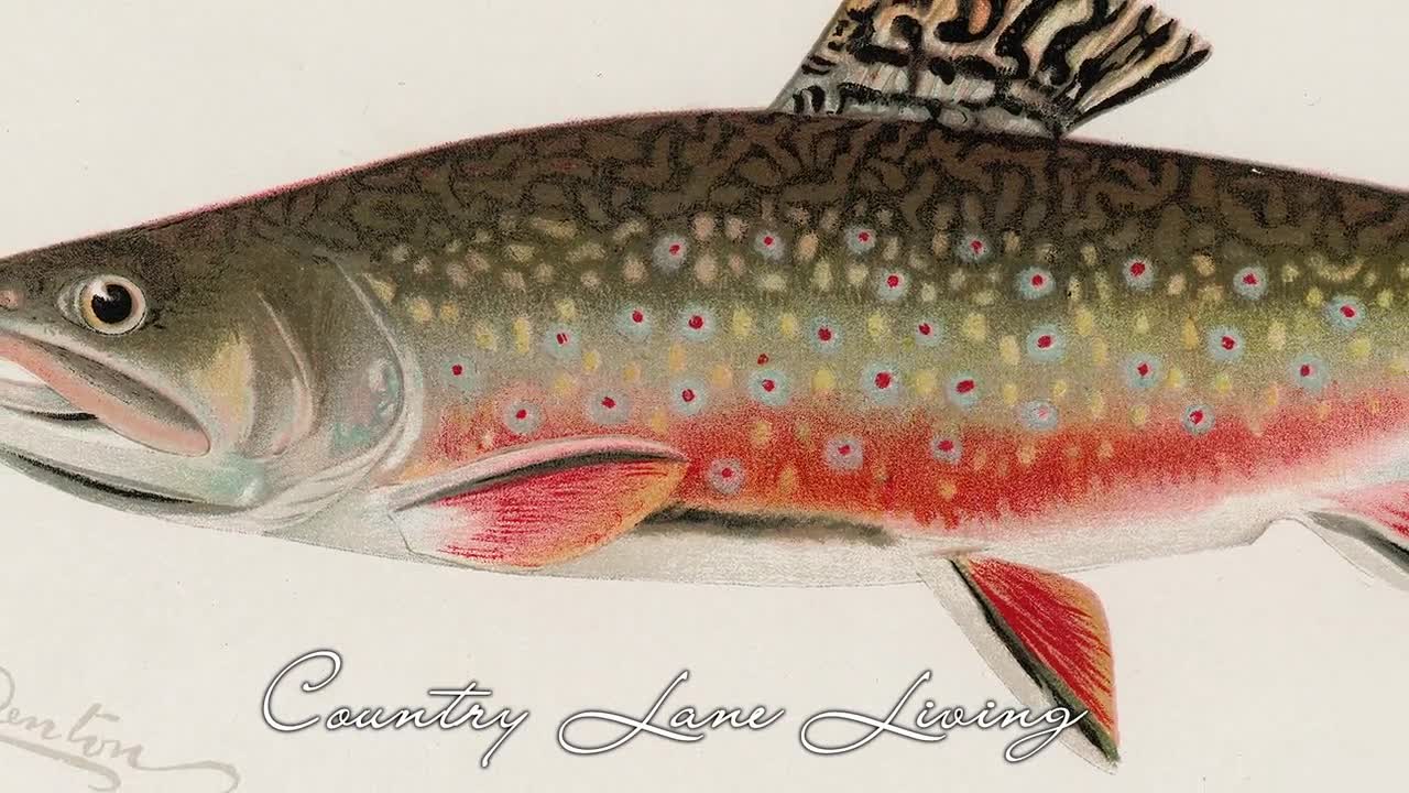 Male Brook Trout Trout Illustration Download Aged Book Reference Beach  House Art-print at Home Poster Printable Instant Downloadable 554 -   Canada