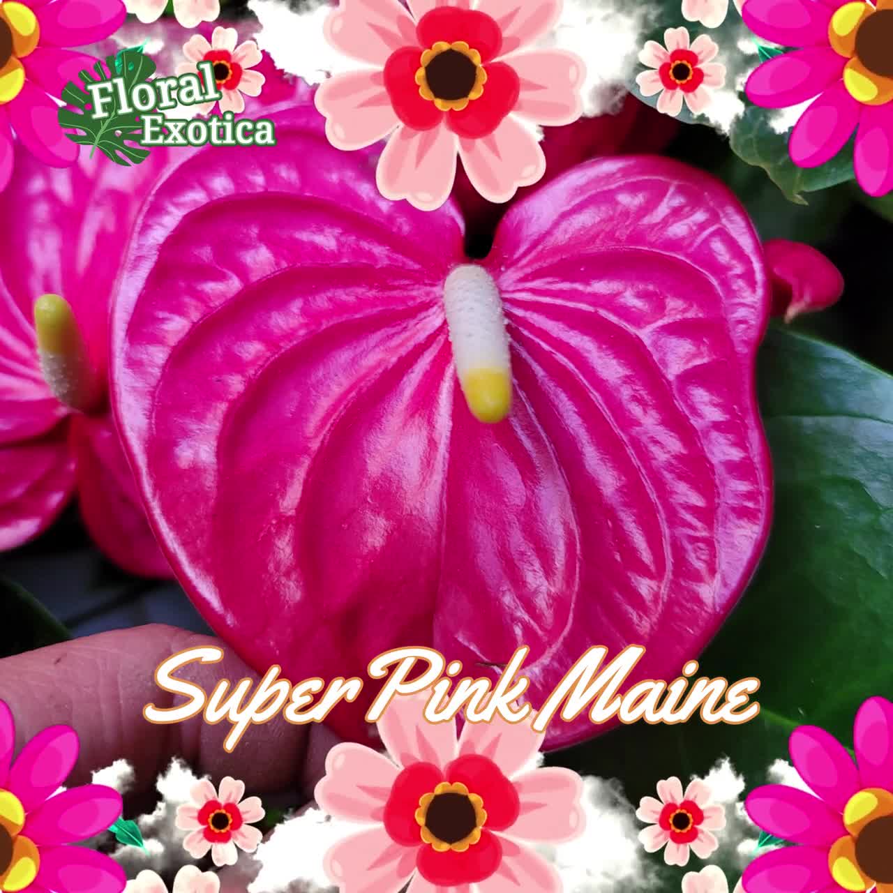 アンスリウム「ピンクメイン」 - ホットピンクの花 - コレクター