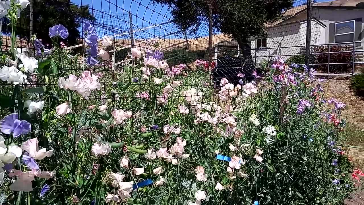 The awesomeness of strawflowers, in the garden and beyond