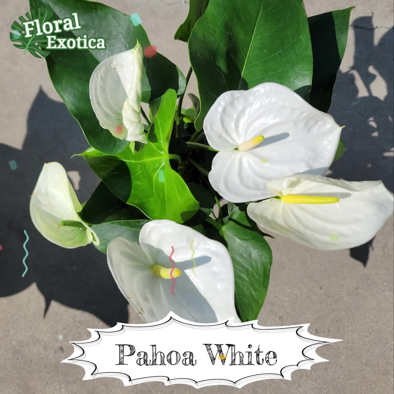 Anthrium New Pahoa White Snow White Novelty Anthurium Premium