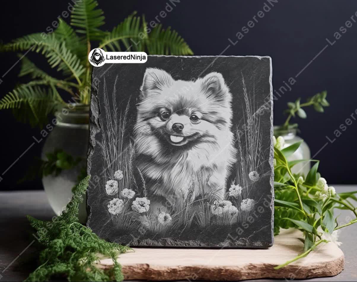 ポメラニアンスピッツかわいい犬草のシーン毛皮ペット膝花レーザー