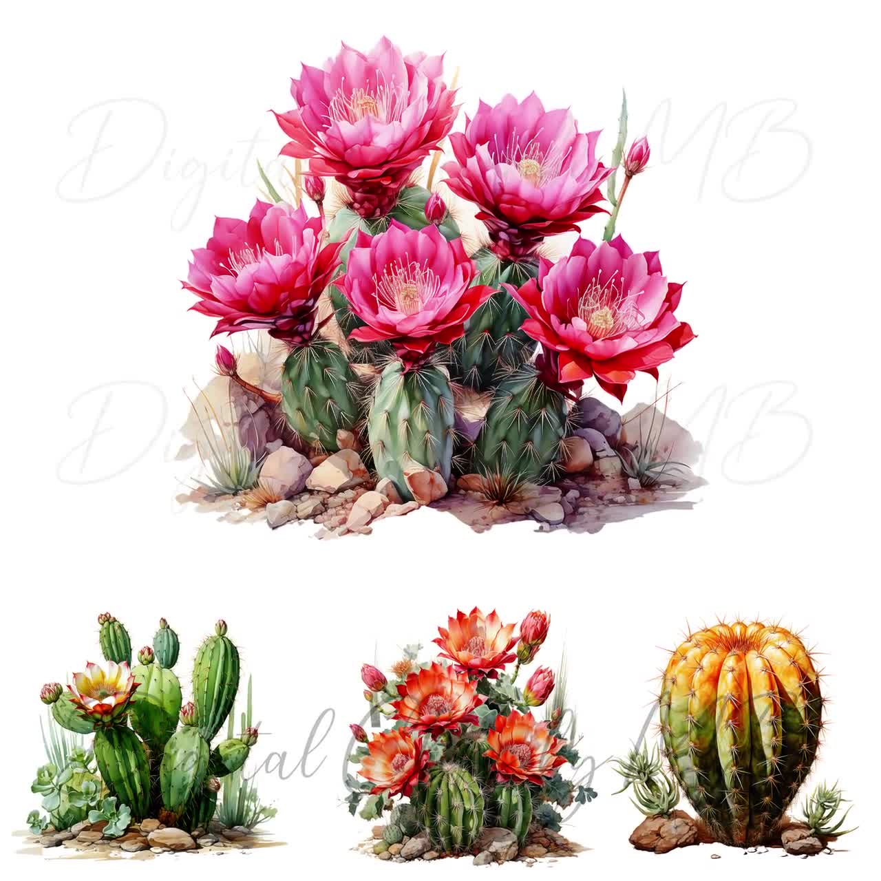 Cactus png graphic clipart design 19152625 PNG