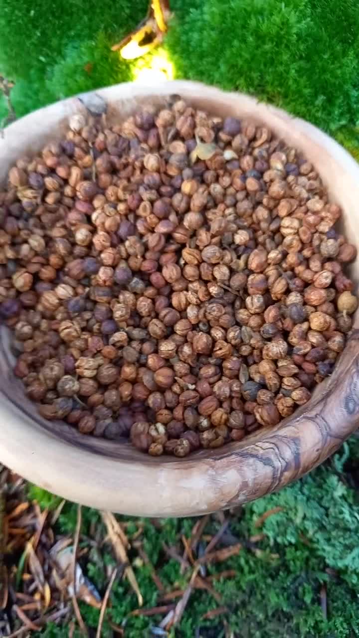 セイヨウニワトコの種子 | インテレクトツリー | インド産野生種子