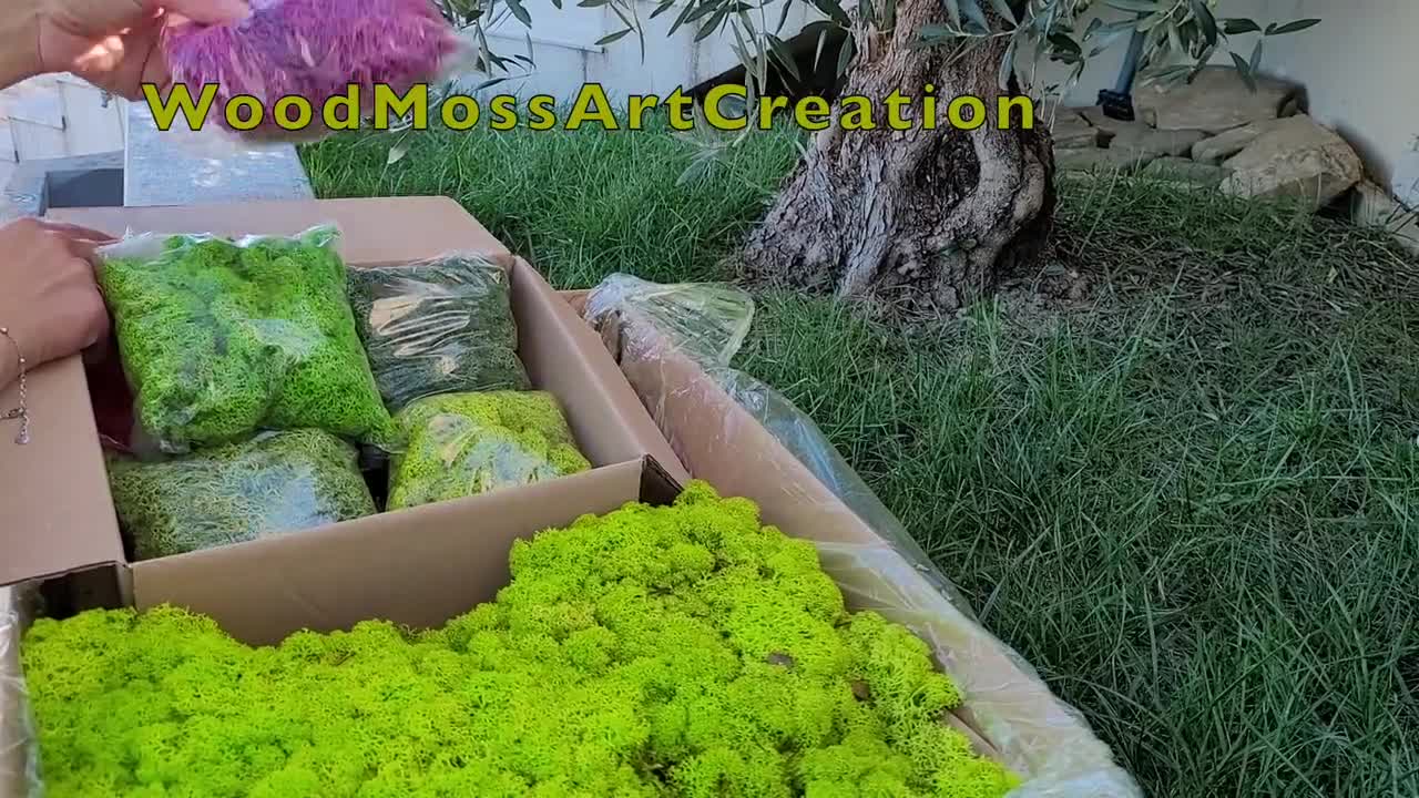 Musgo artificial / FOREST DARK GREEN - musgo de reno conservado para  plantas de aire,tilandsia, floristería, cesta colgante, decoración de  plantas de