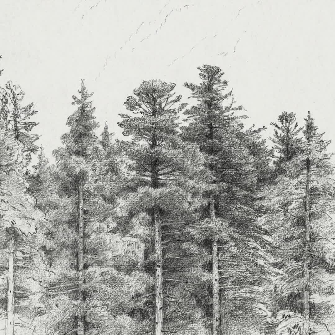 Tall Pine Trees Drawings for Sale - Pixels