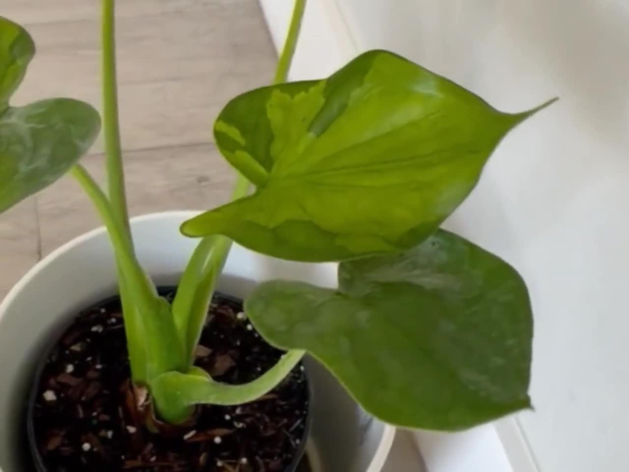 Alocasia Cucullata Variegated ACTUAL PHOTO/VIDEO 