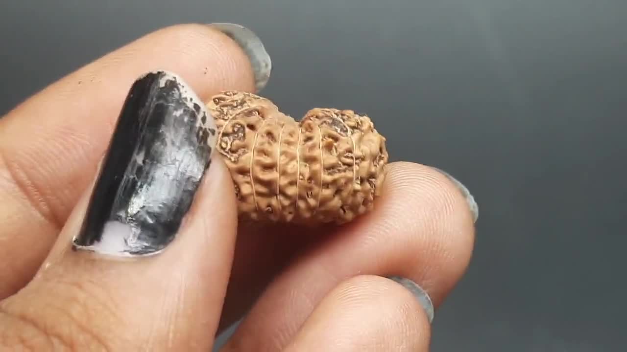 16 ムキ ジャワ ルドラクシャ ビーズ: IGL 認定ペンダント