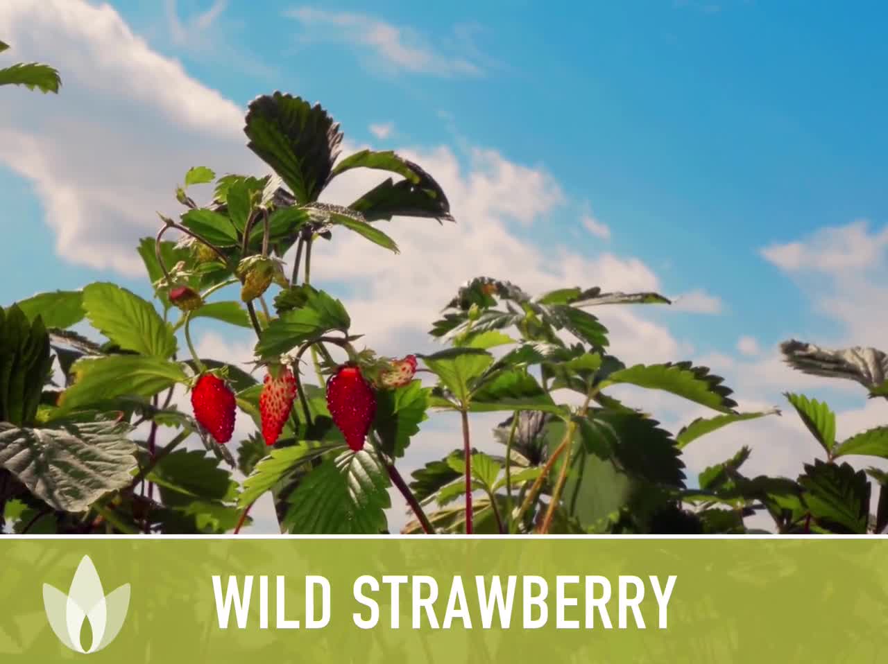 Wild Strawberry Seeds - Alpine Heirloom Variety - Etsy Canada