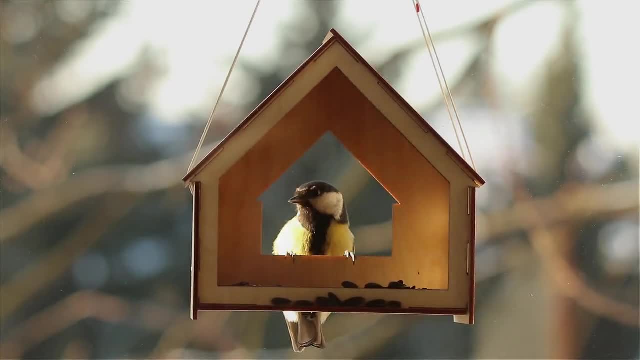 Mangeoire À Oiseaux De Fenêtre Avec Ventouse Électrique - Temu Canada