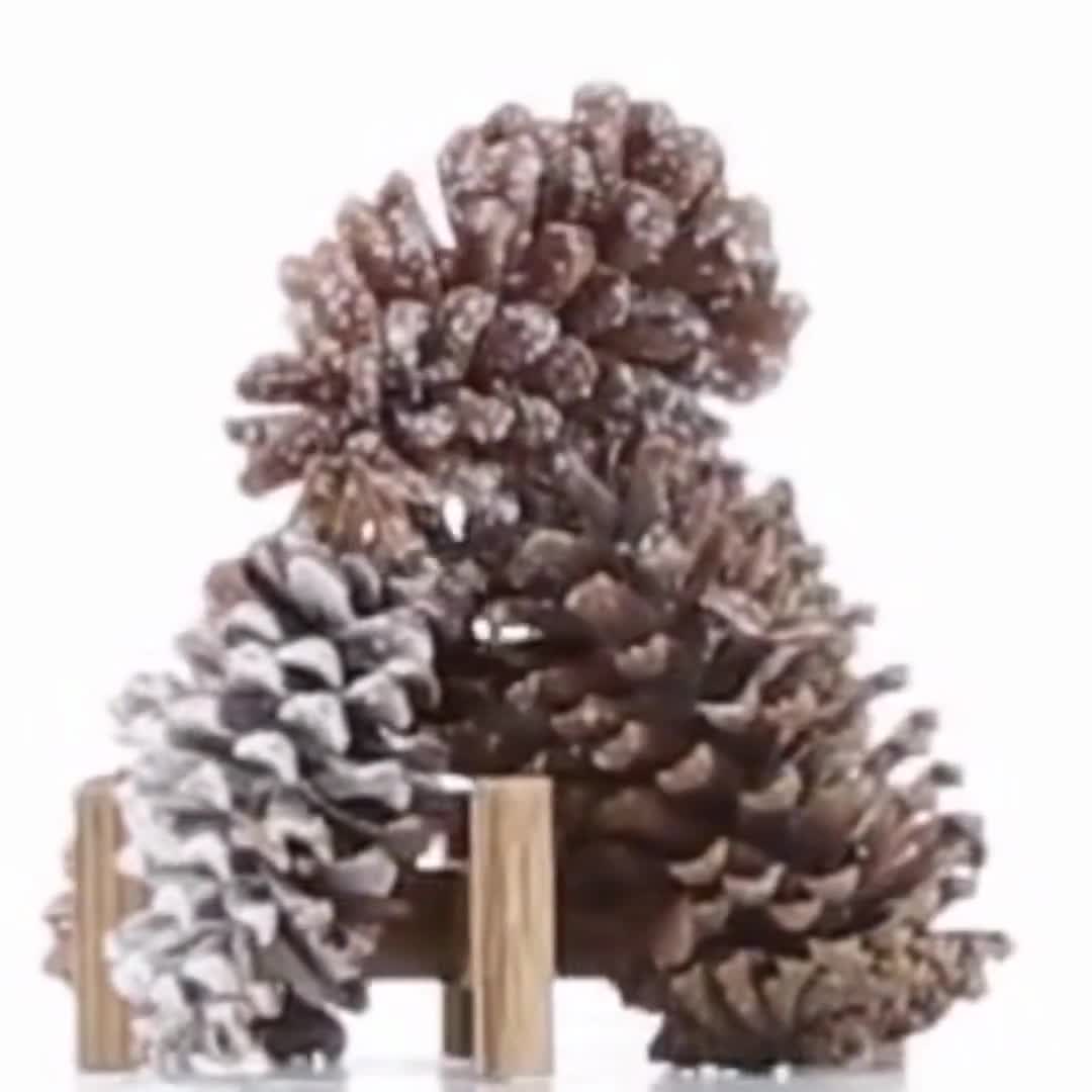 Large White Pinecone for Crafts Holiday Decor Ready to Hang 