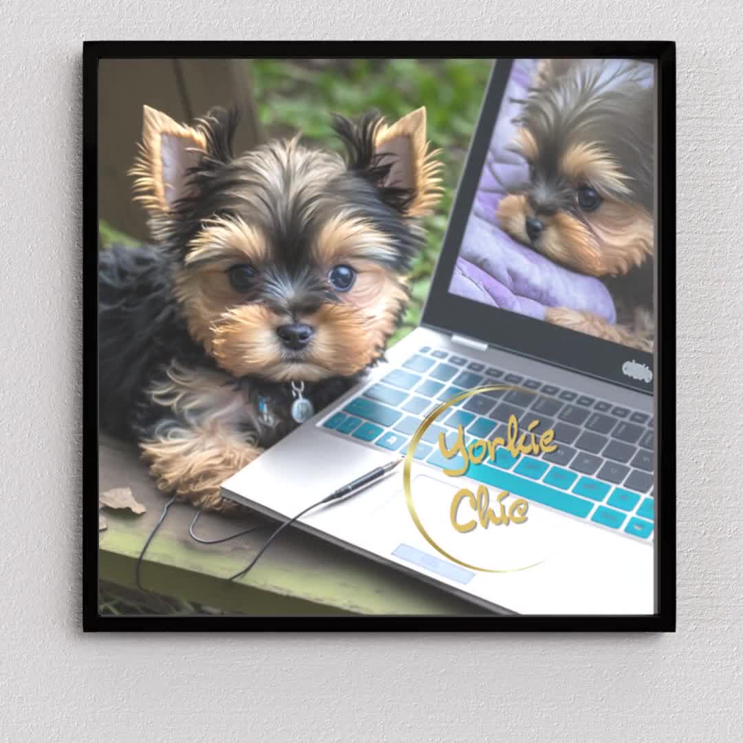 Blue best sale teacup yorkie