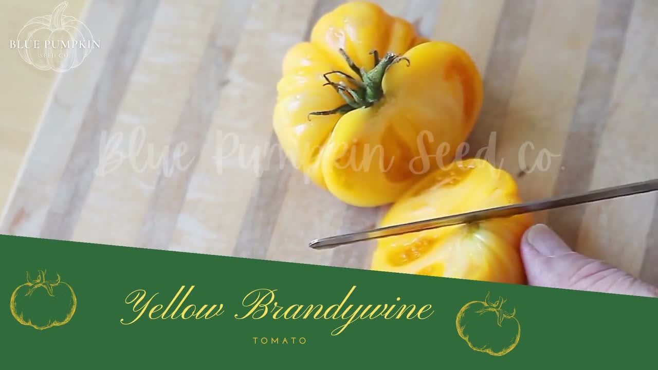Yellow Brandywine Organic Tomato Seeds/indeterminate: Tomato Seeds,  Heirloom Tomato, Gold Tomato, Yellow Tomato, Vegetable Seeds, Organic 