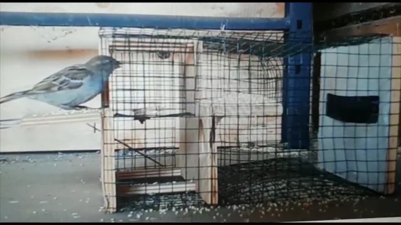 Sparrow cage best sale