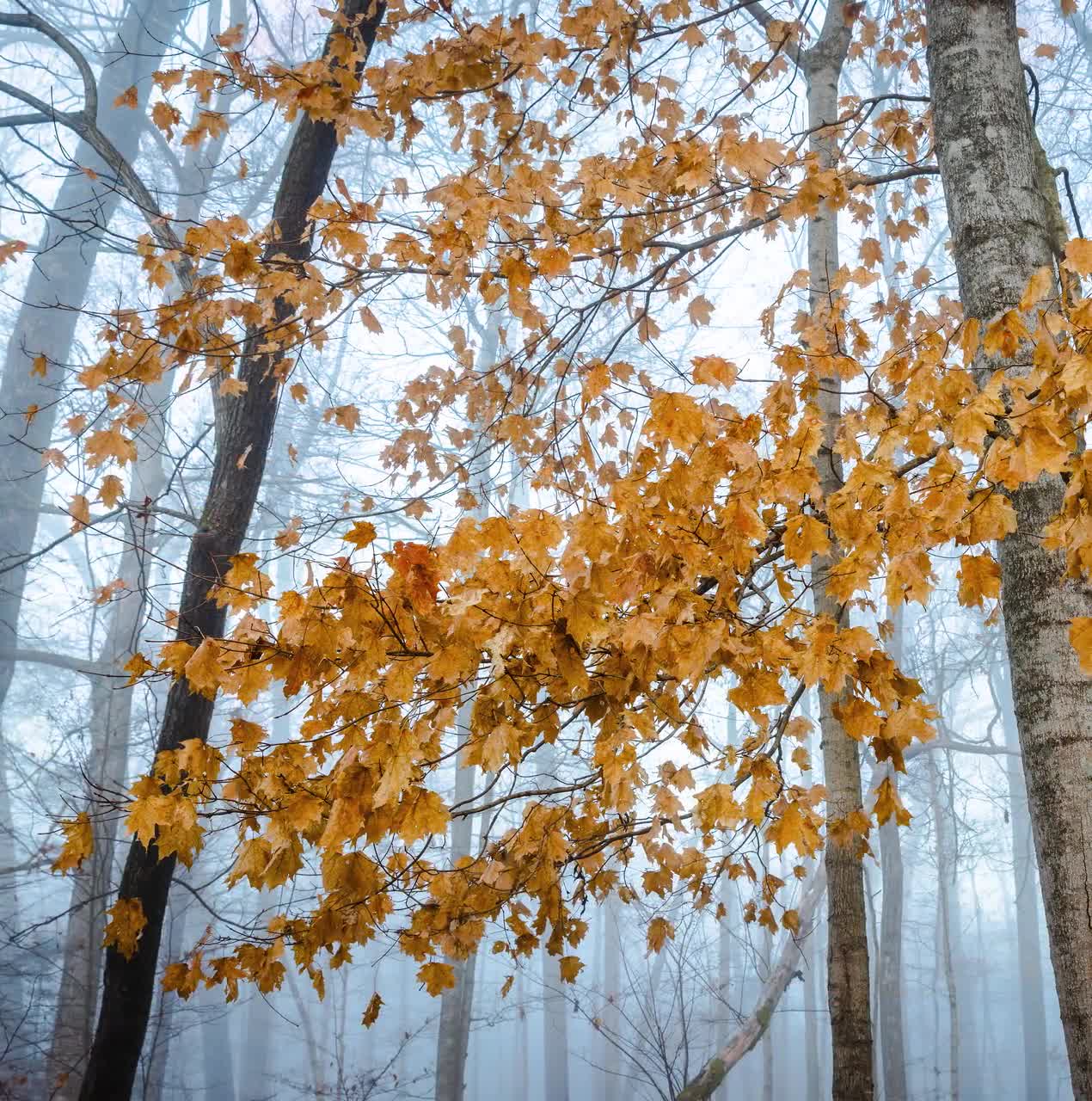 Kentucky Morning Mist: Amber Autumn Branch Canvas, Mammoth Cave